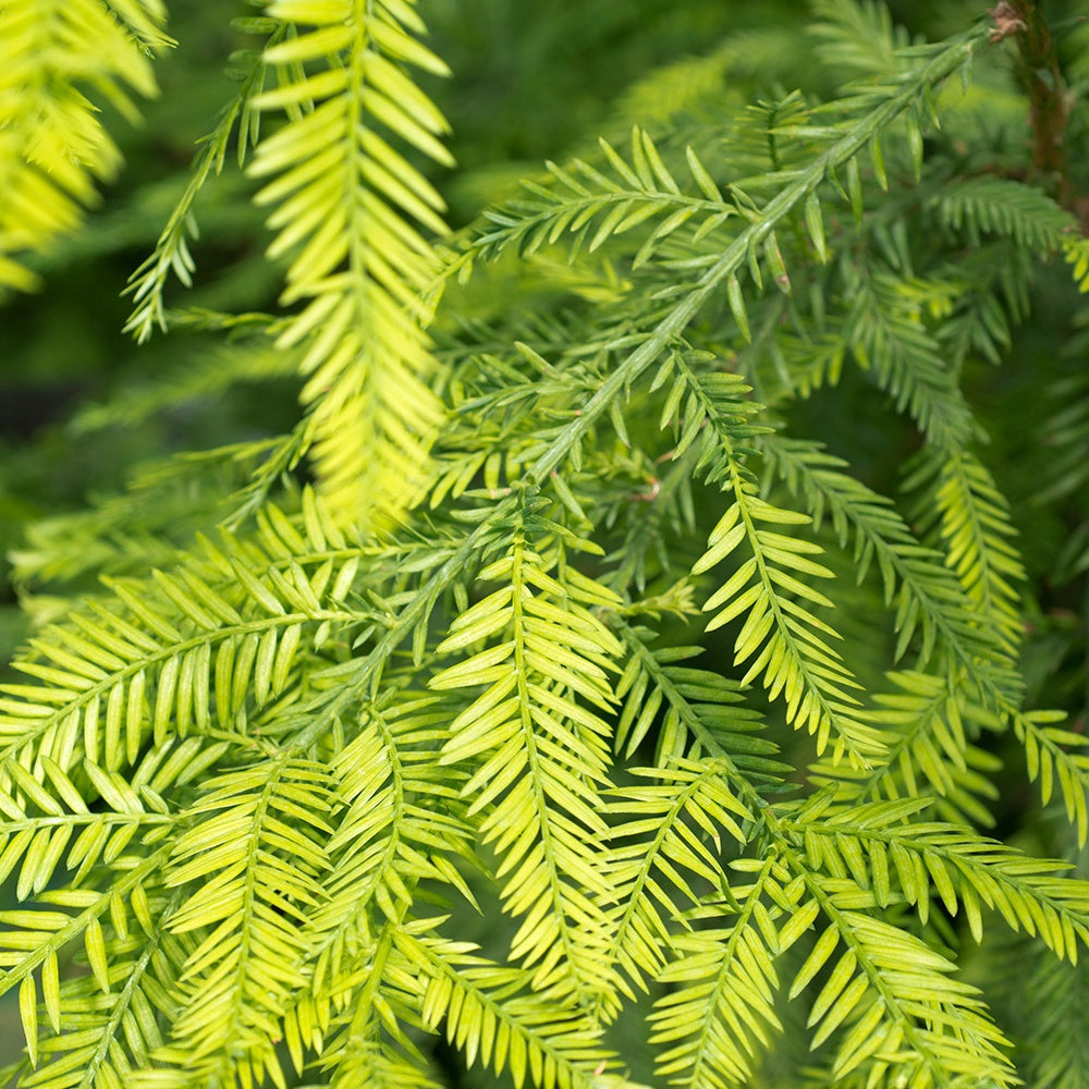 Bakker Sequoia feuilles d'If conifère pot 3L 60-80cm