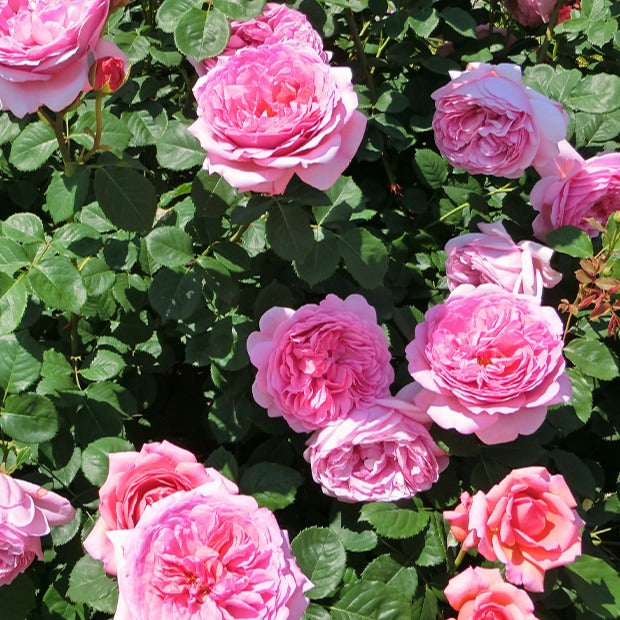 Bakker Rosier Her's Ausgreen rosier anglais rose motte 3 branches