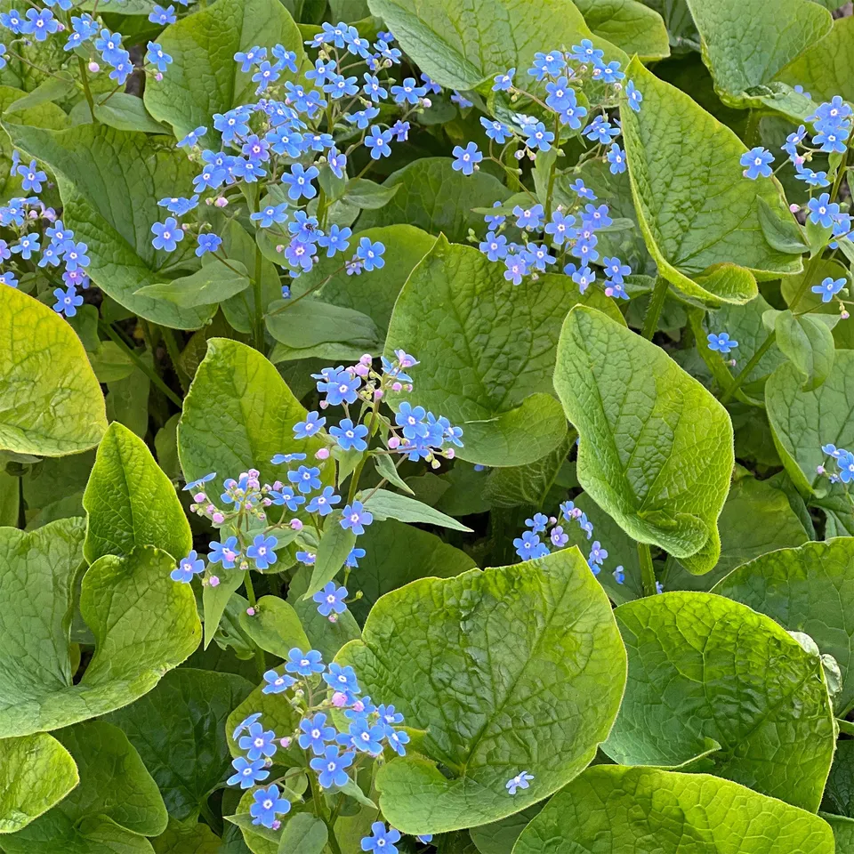 Bakker Myosotis du Caucase pot 9cm bleu ombre