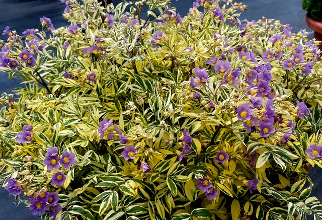 Pépinières Ripoche Polemonium caeruleum Golden Feathers plante ombre
