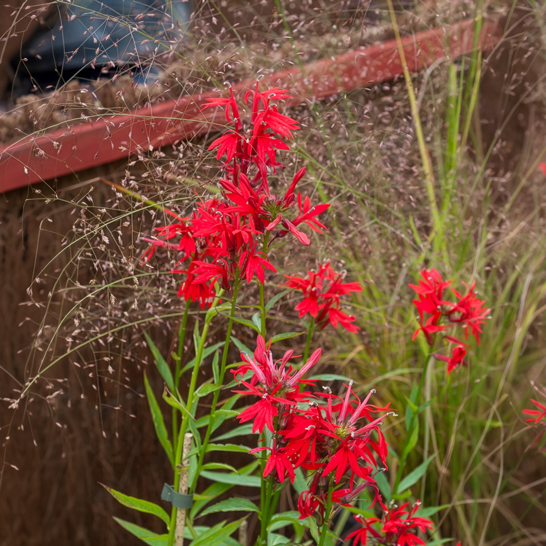 Bakker Lobélie cardinale plante de bassin pot 9cm rouge
