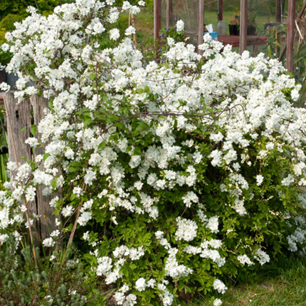Bakker Exochorda The Bride arbuste blanc pot 2L