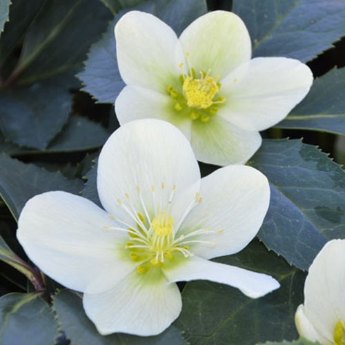 Bakker Hellébore Snow Love plante hiver fleur blanche pot 9cm