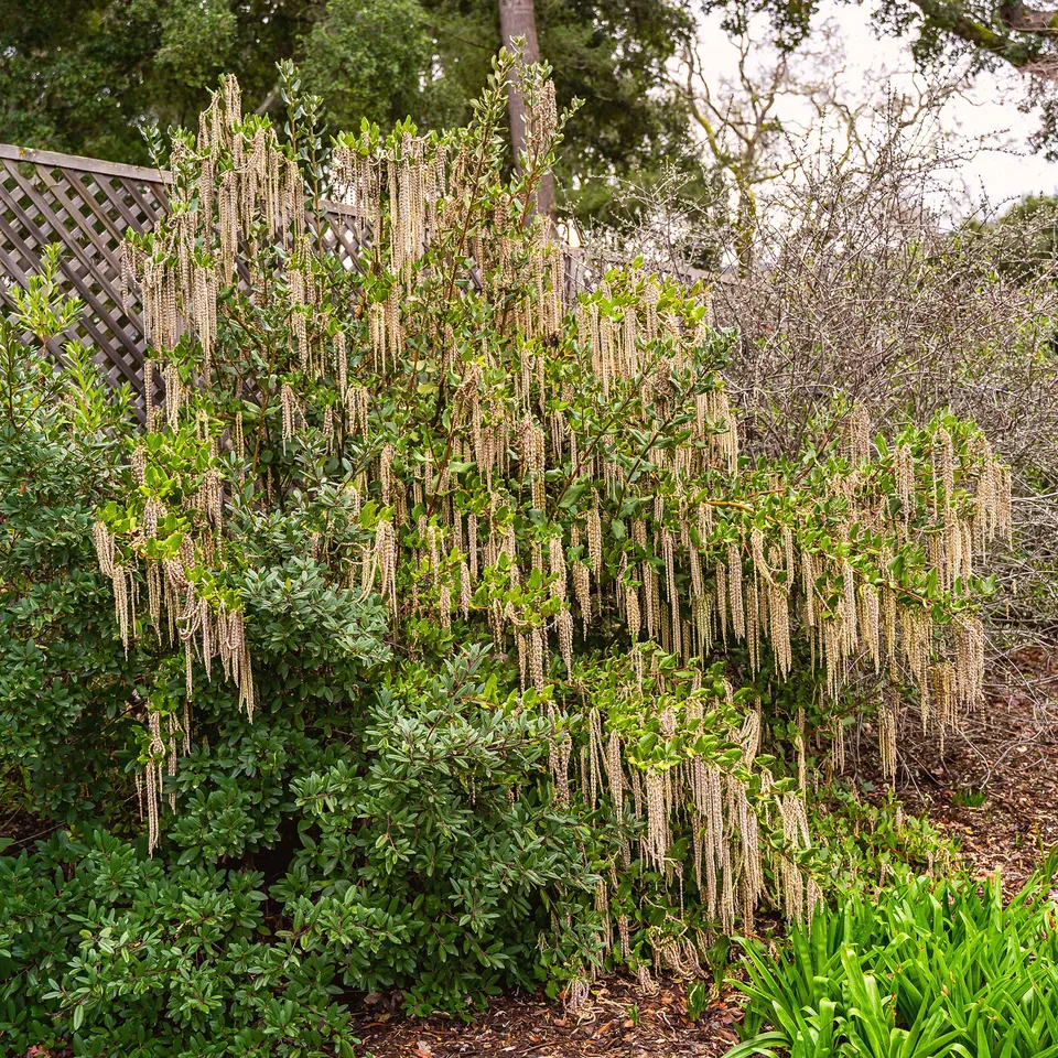 Bakker Garrya elliptica arbuste pot 2L 25-30cm floraison hiver
