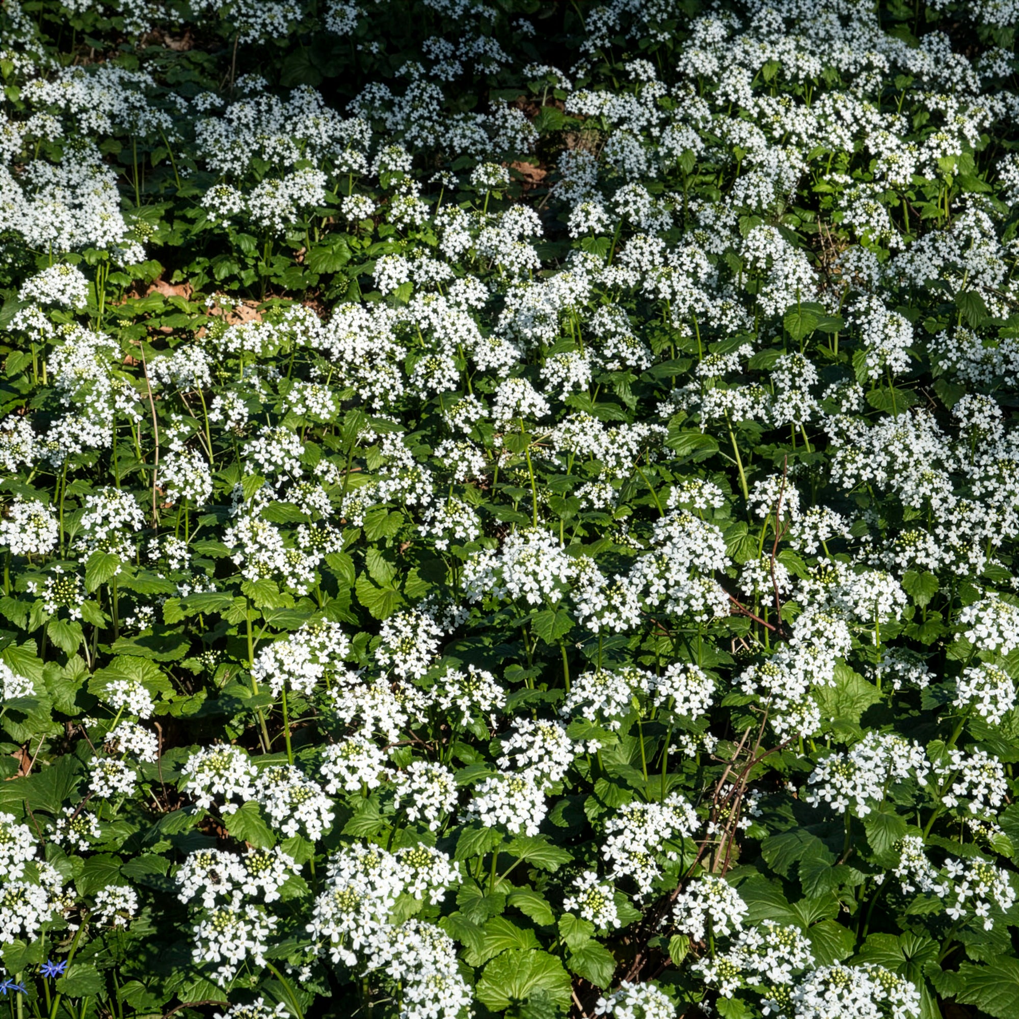 Bakker Pachyphragma macrophyllum vivace pot 8cm fleur blanche