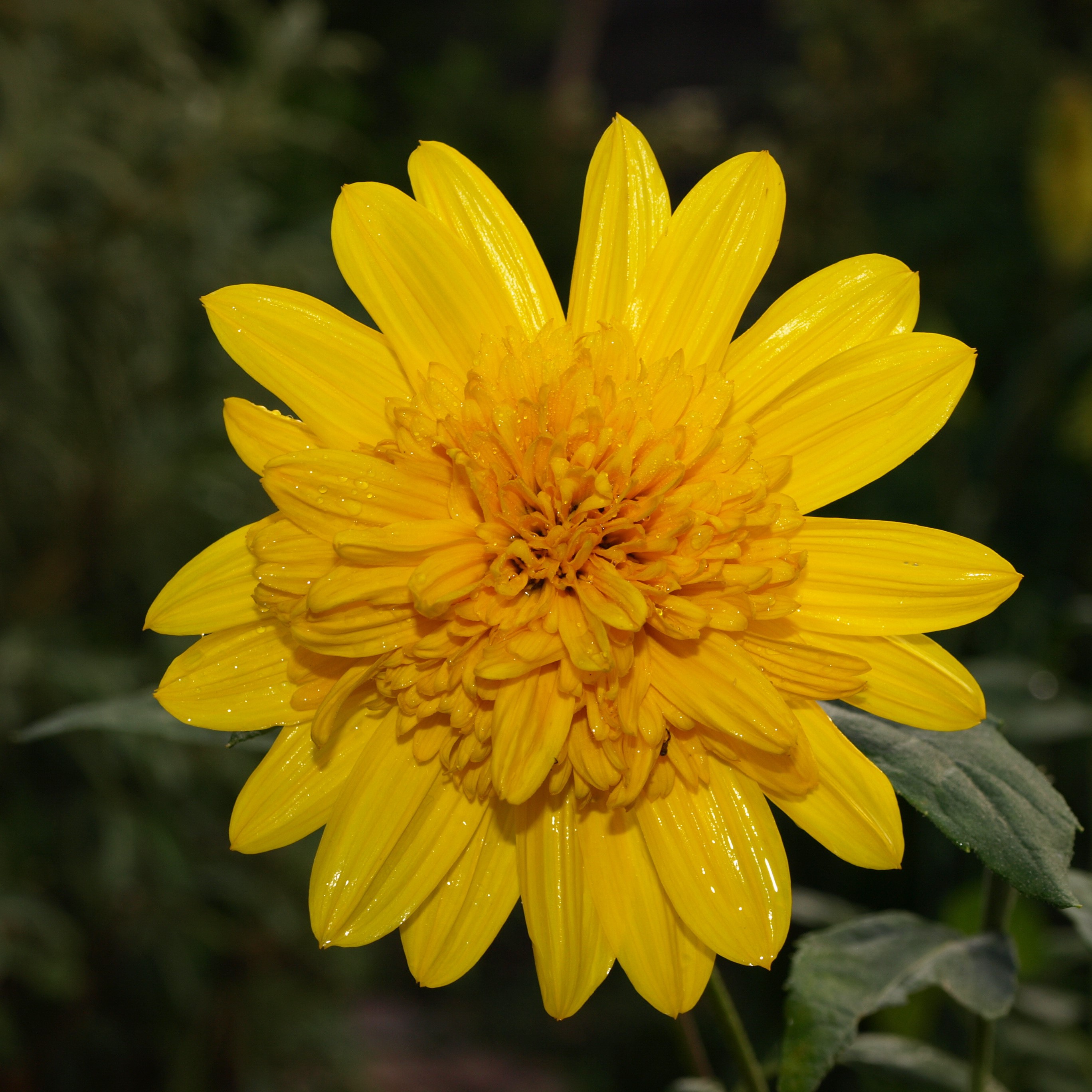Passion Vivaces helianthus Happy Days plante vivace godet jaune d'or