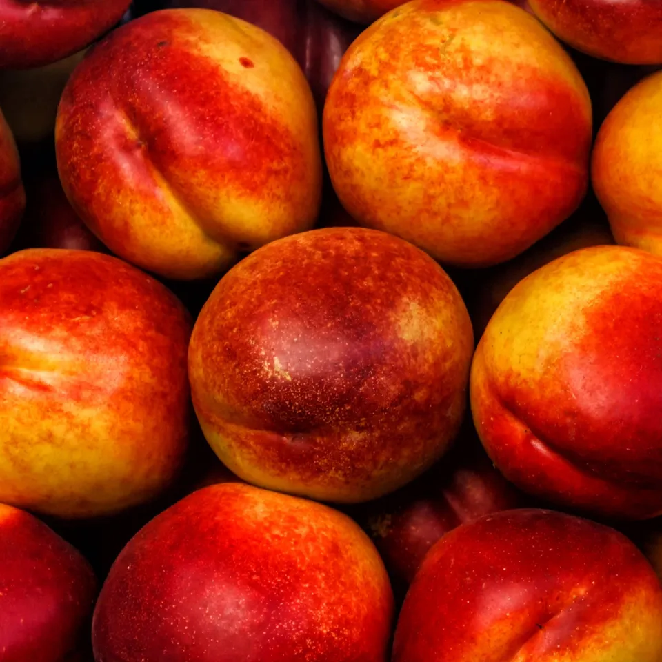 Bakker Nectarine Flavor arbre fruitier pot 3L 60-80cm
