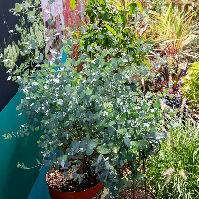Bakker Eucalyptus Silverana arbuste pot 9cm persistant