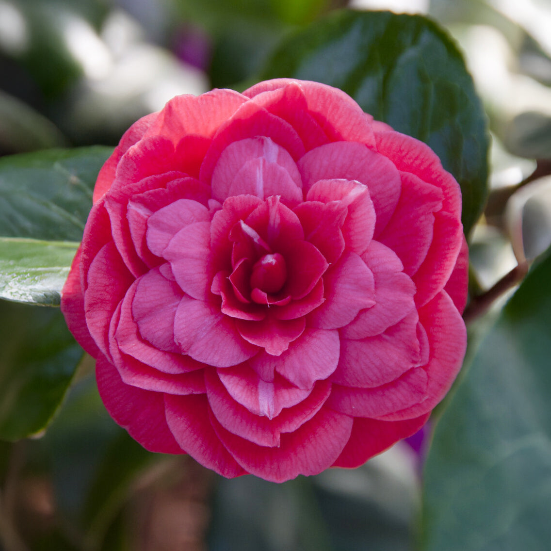 Bakker Camélia Principessa Baciocchi pot 15cm rouge