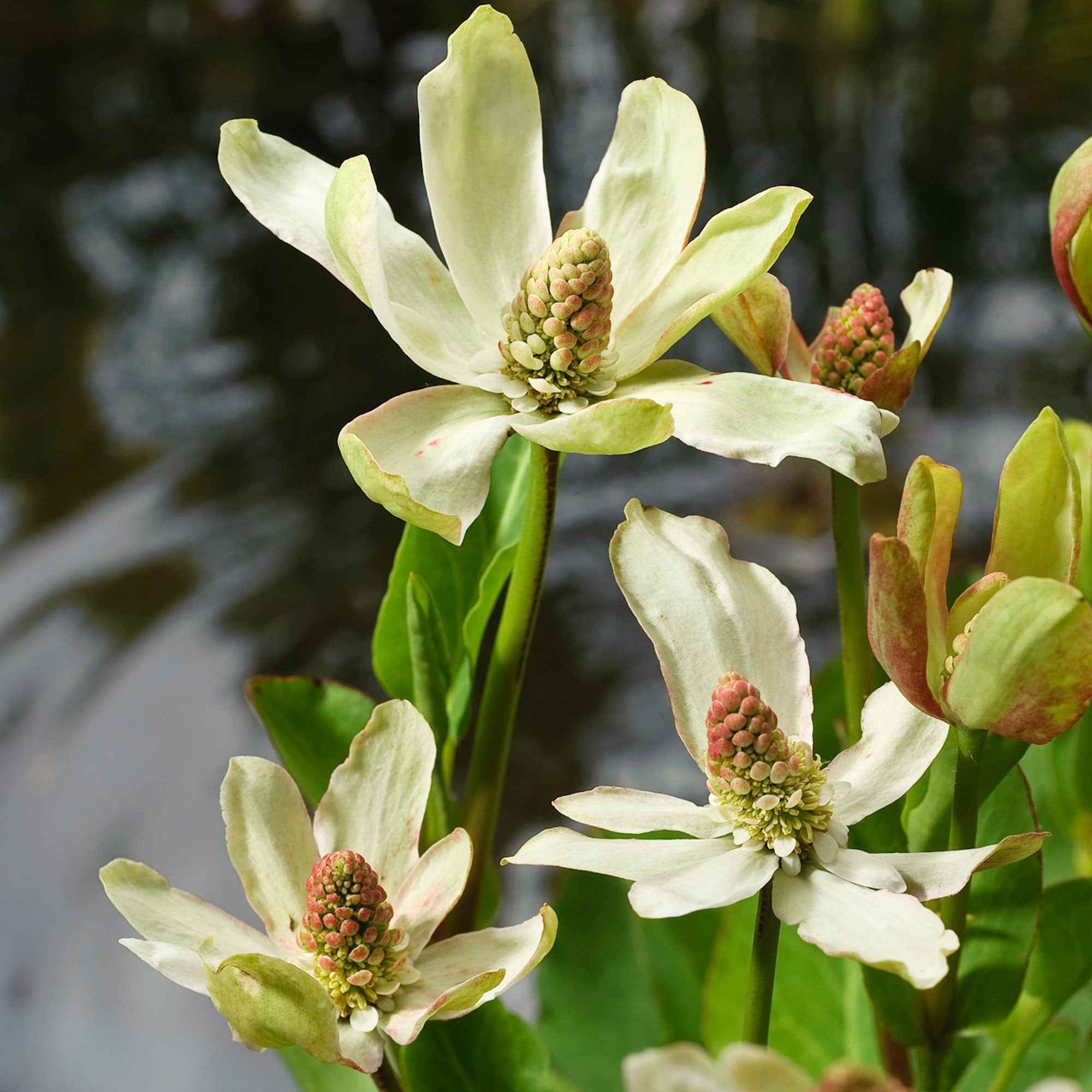 Bakker Anémopsis Californie plante bassin pot 9cm
