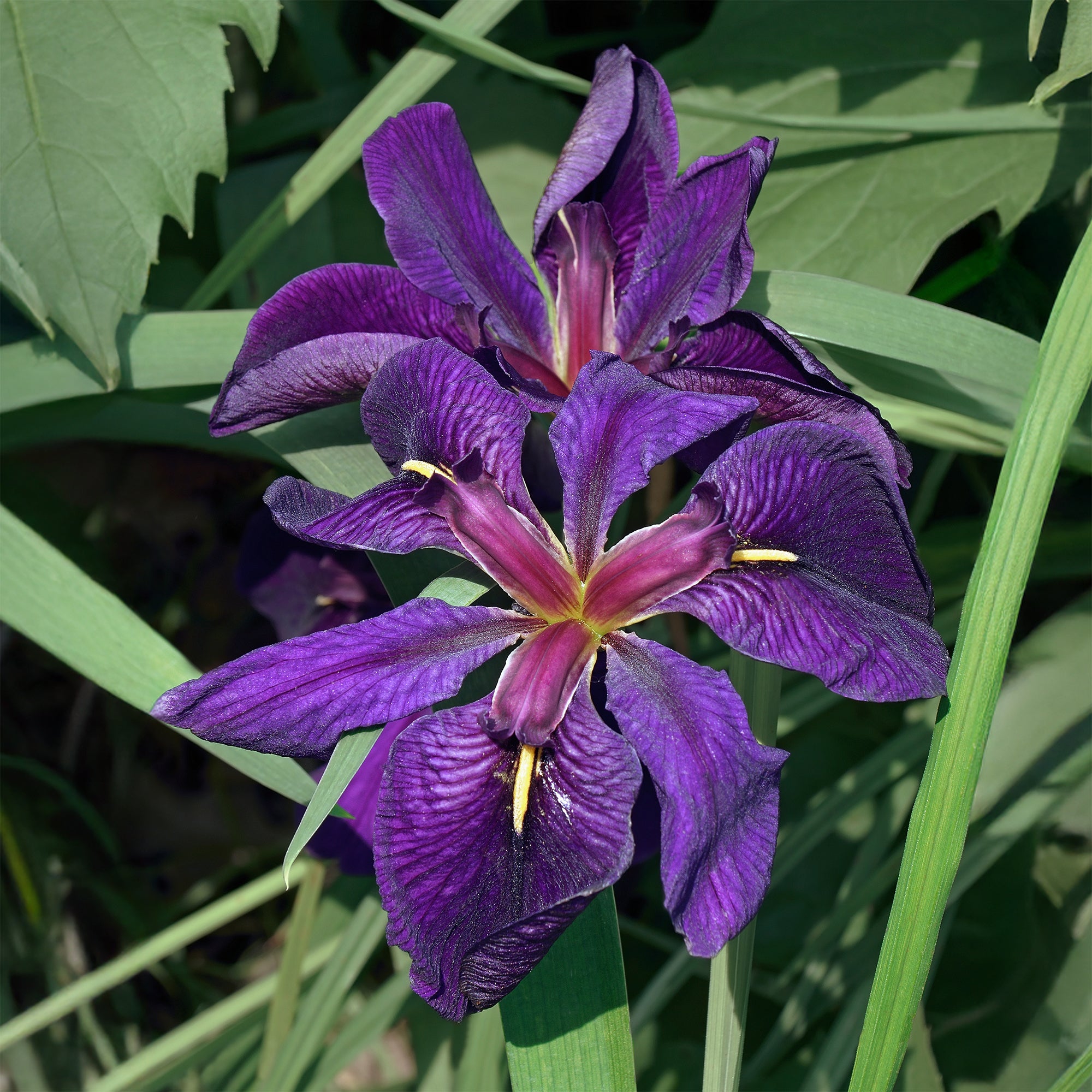Bakker Iris Black Gamecock iris de bassin pot 9cm violet noir