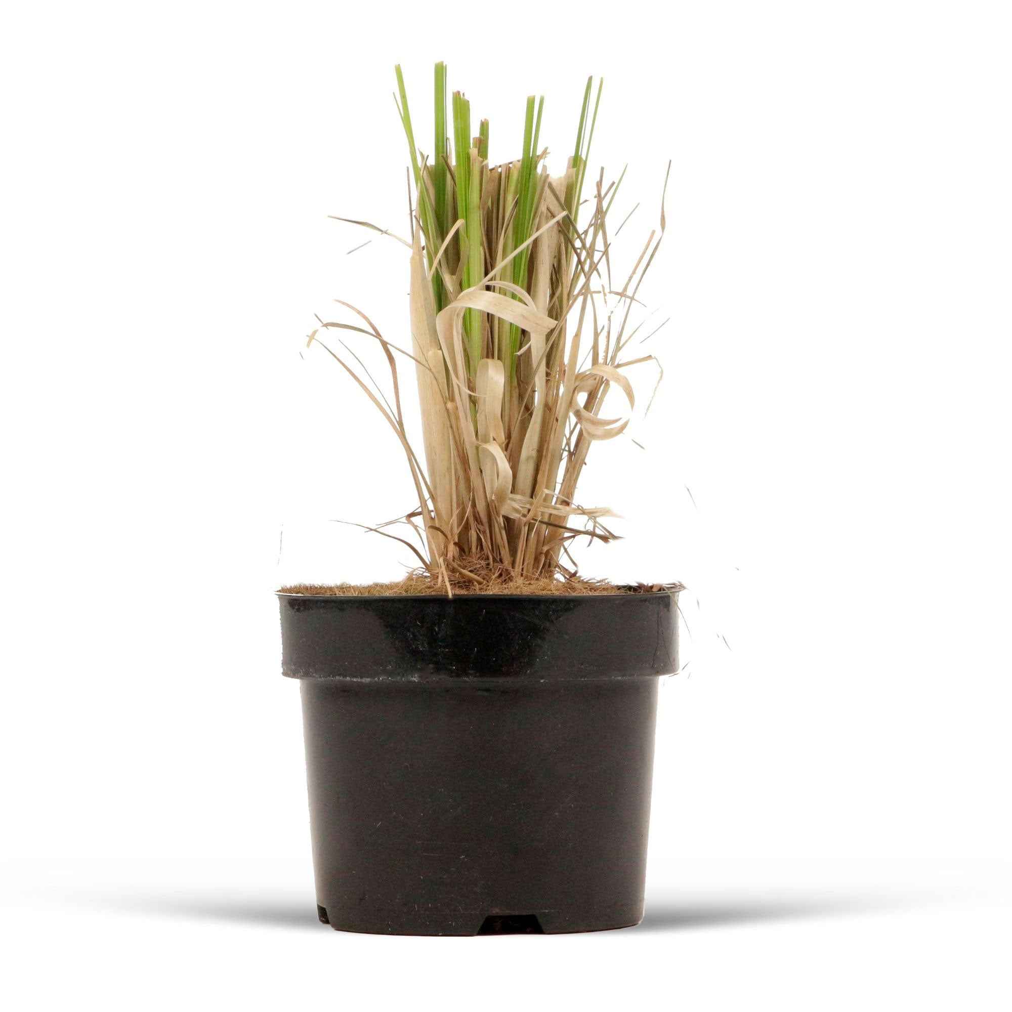 Bakker Herbe de la pampa Rosea graminée pot Ø 9 cm