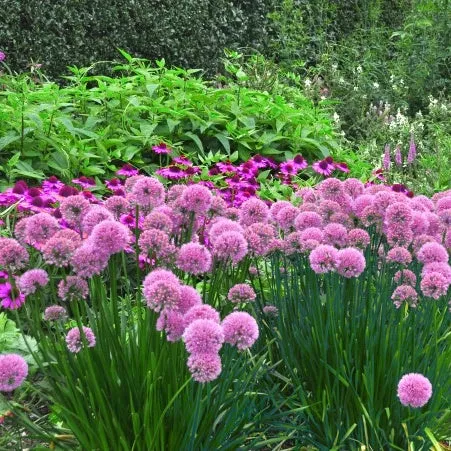Bakker Lavender Bubbles ail d'ornement pot 9cm violet