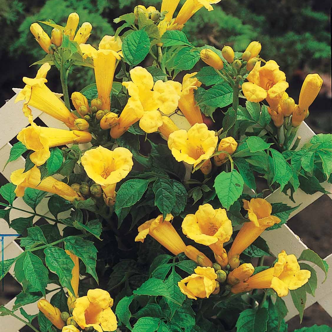 Bakker Yellow Trumpet bignone jaune pot 2L 40-50cm