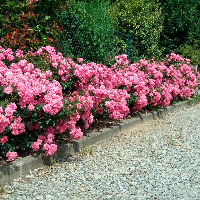 Bakker Mirato rosier couvre-sol pot 3L rose 15-40 cm