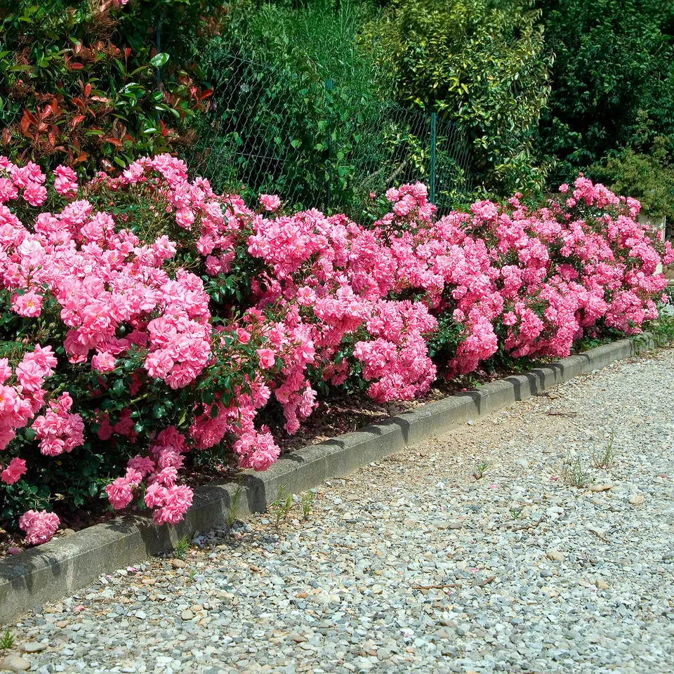 Bakker Mirato rosier couvre-sol pot 3L rose 15-40 cm