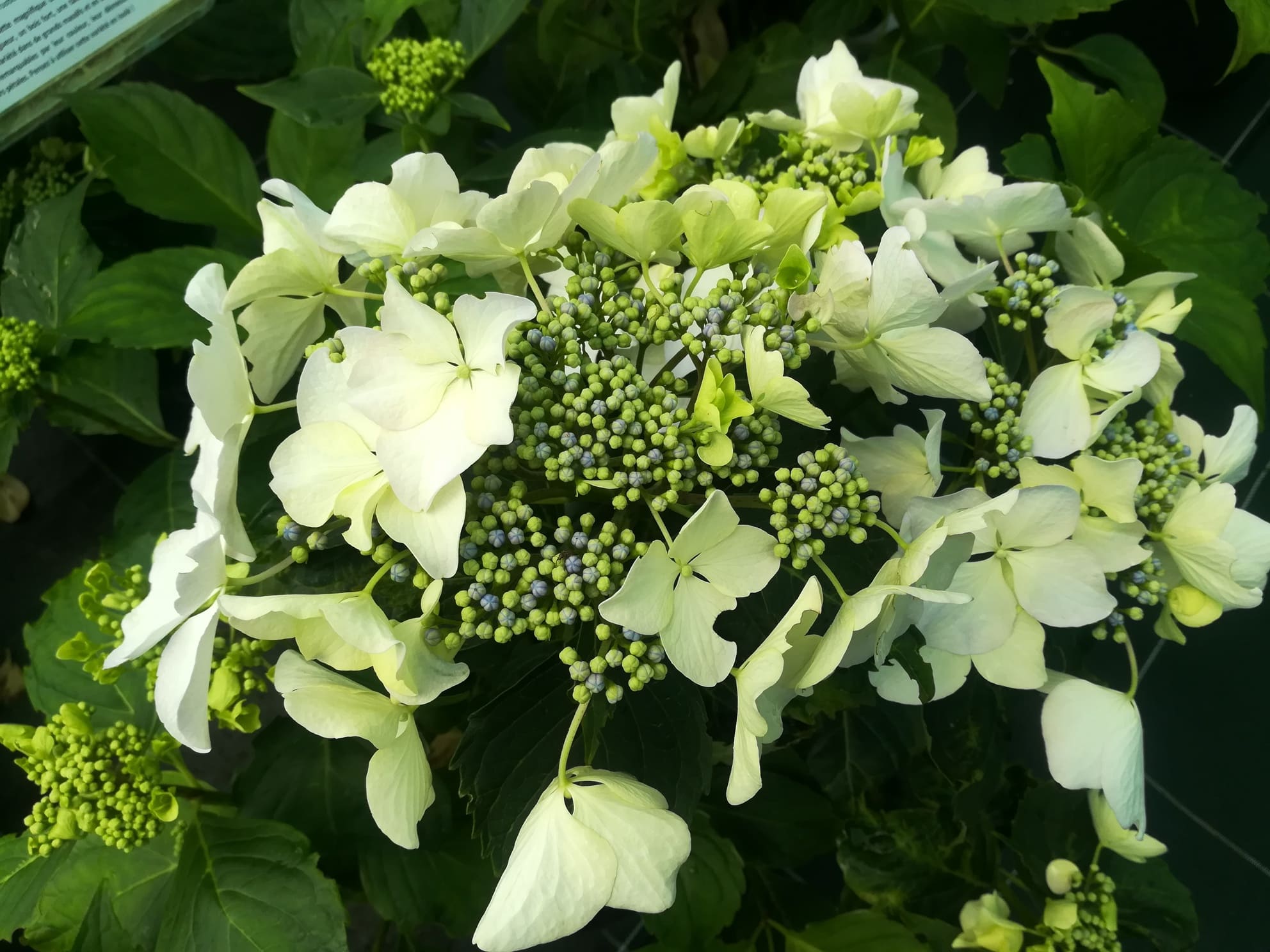 Les Hortensias du Haut Bois Beauté Vendômoise hortensia godet