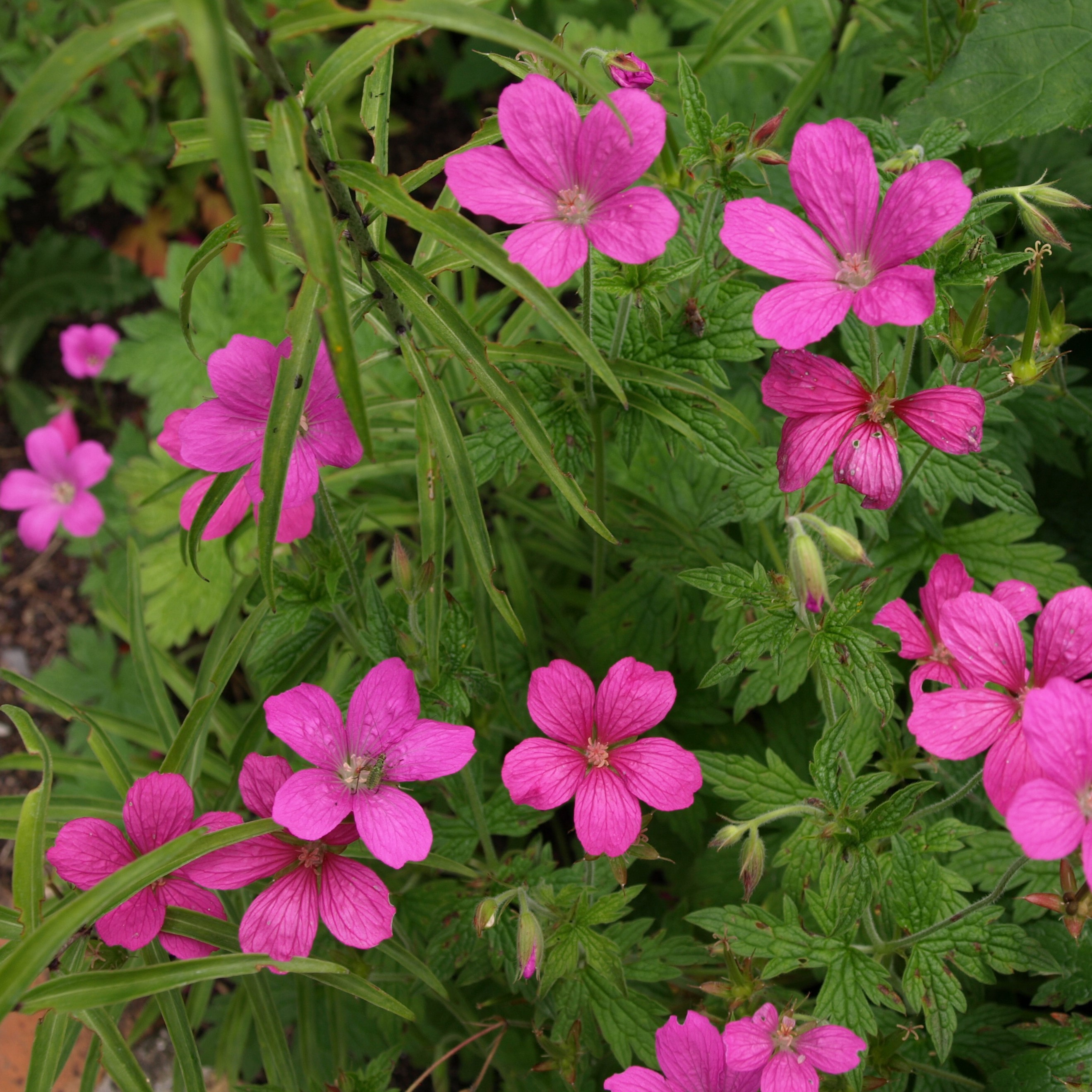 Passion Vivaces Geranium Winston Churchill géranium godet rose