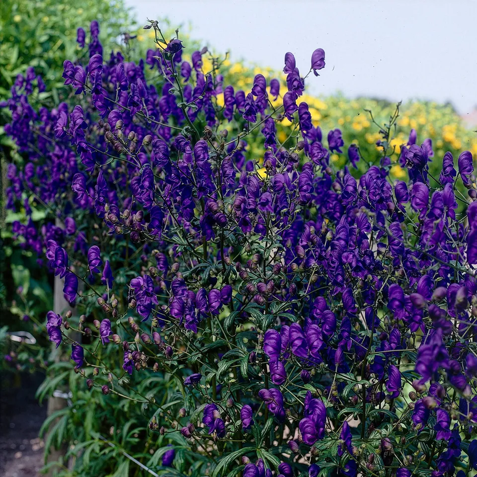 Bakker Plantes vivaces Aconit Spark's Variety vivace pot 9cm violet