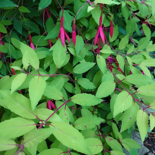 Passion Vivaces Fuchsia Aurea plante vivace pot 1L feuillage doré