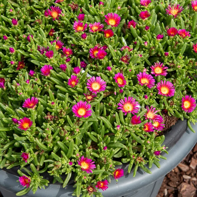 Bakker Delosperma Wheels Wonder Hot Pink vivace pot Ø9cm