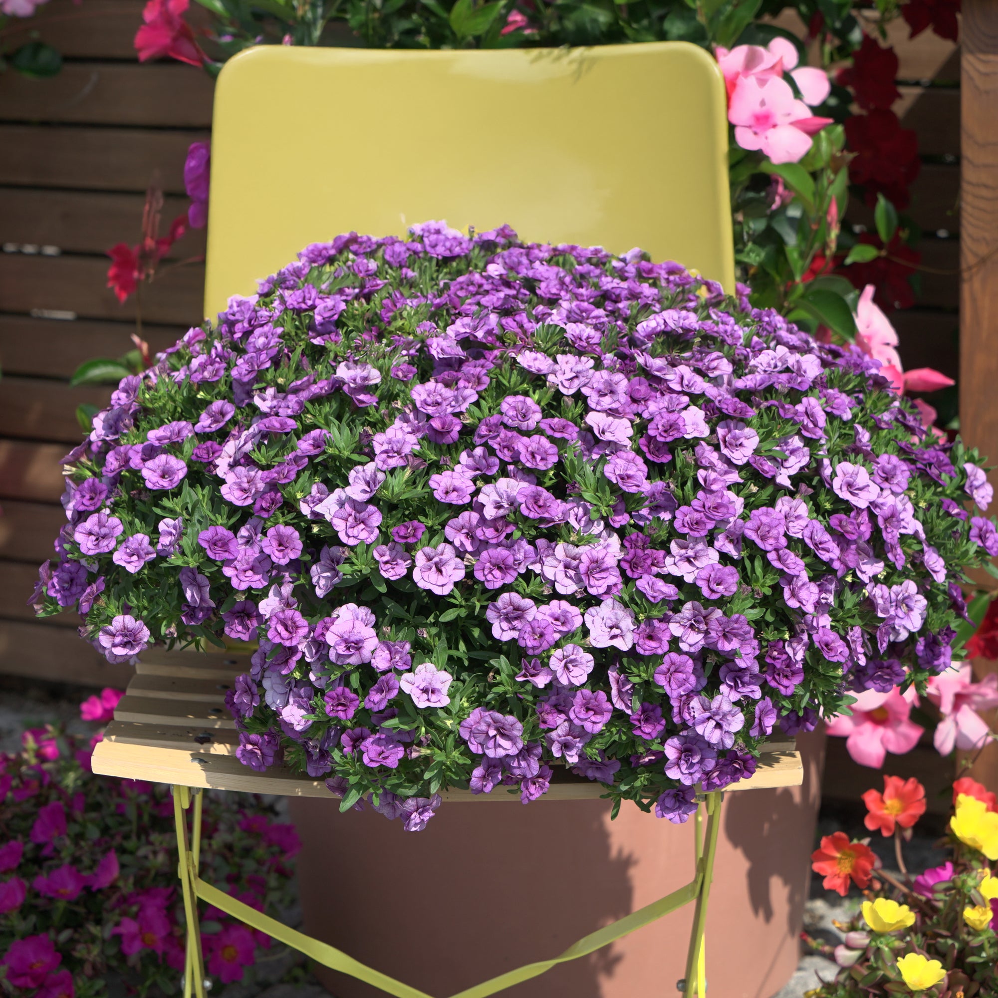 Bakker Amethyst mini-pétunia 3 pots Ø 10,5cm violet