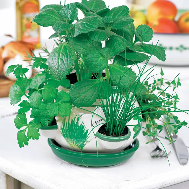 Bakker Pot d'aromatiques kit pot herbes vert