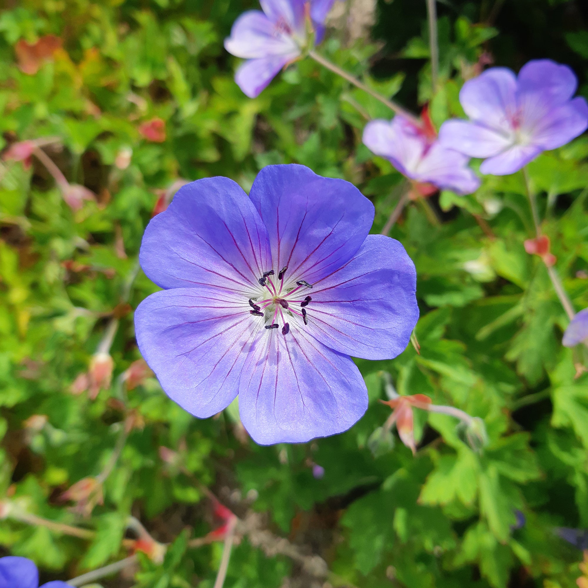 Bakker Rozanne géranium vivace pot 9cm violet floraison longue