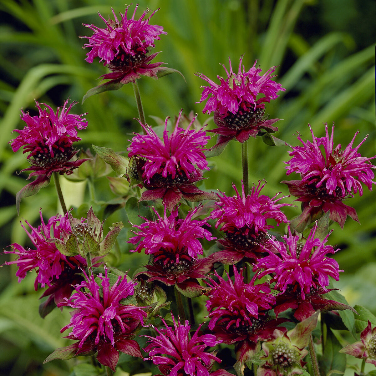 Bakker Scorpion monarde vivace pot 9cm fuchsia