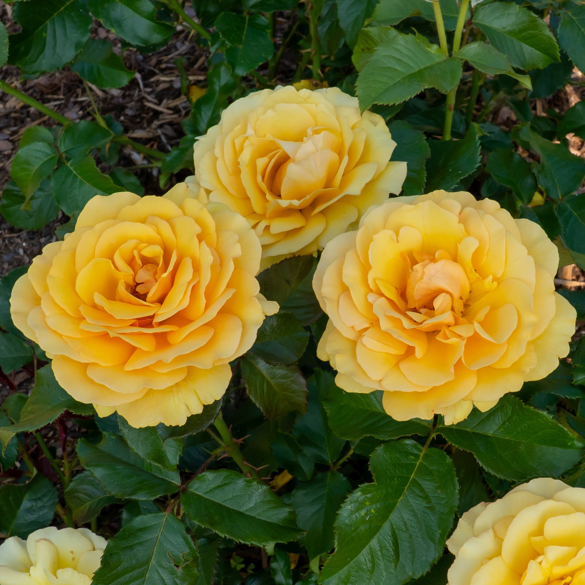 Bakker Rosier Amber Queen rosier buisson pot 3L jaune ambré