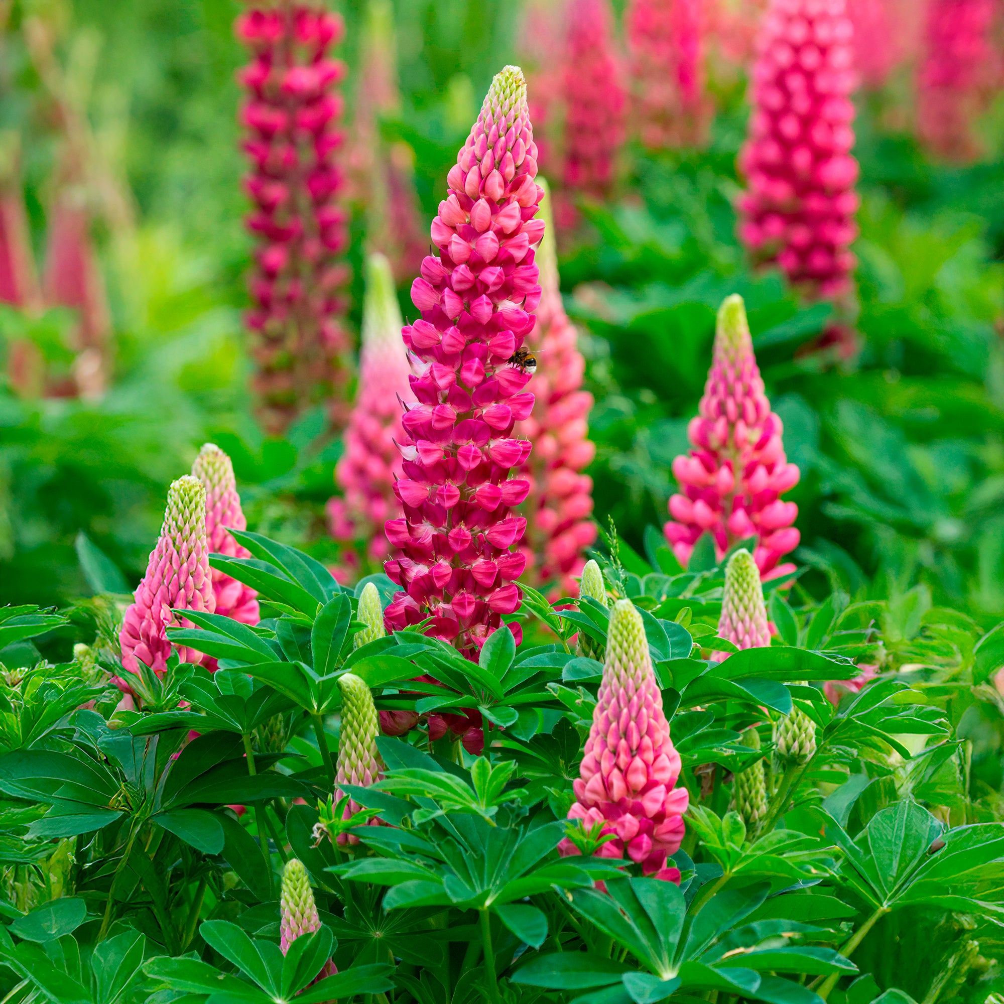 Bakker Lupin The Pages vivace pot Ø9cm fleurs rouges