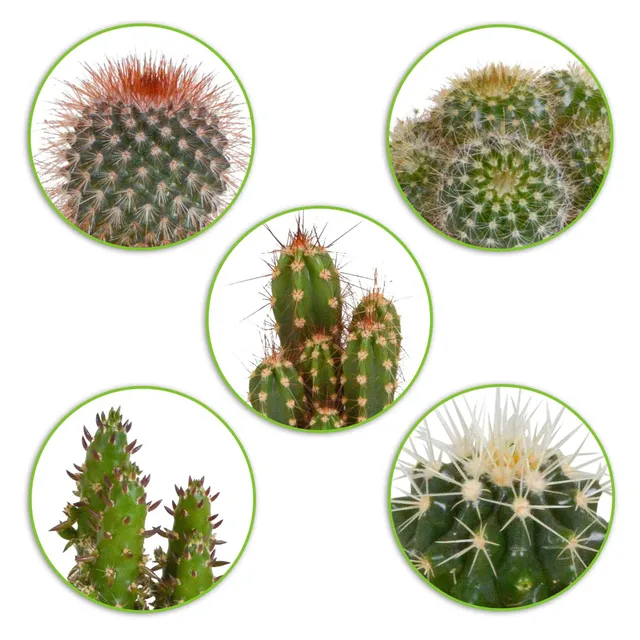 Bakker Cactus mélange plante intérieur 5 pots 5,5cm