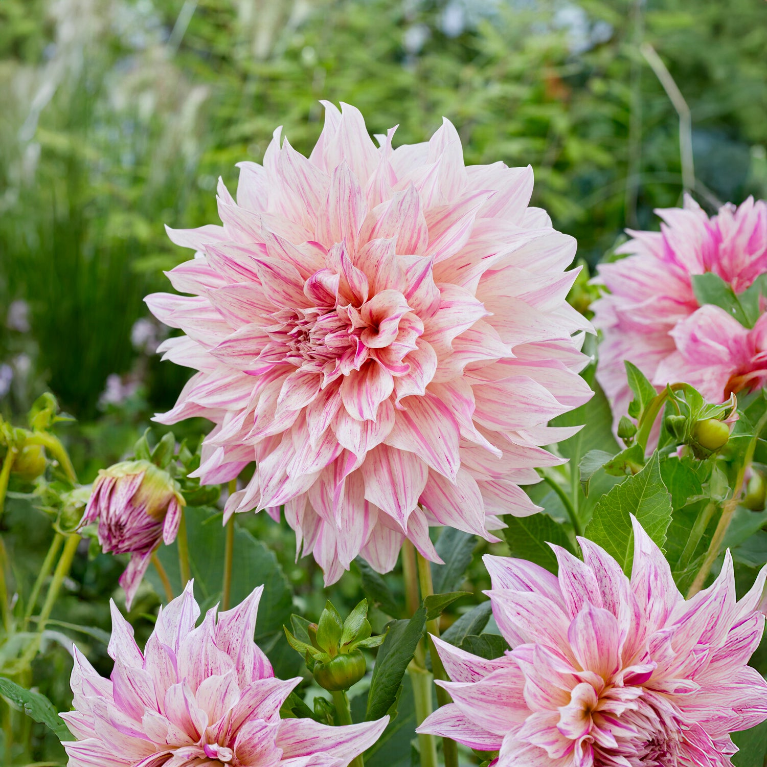 Bakker Dahlia Café au Lait Twist bulbe 1 rose géant