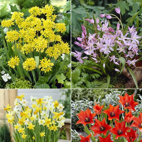 Bakker 6 Mois de Fleurs bulbes à fleurs sachet de 100 floraison 6 mois