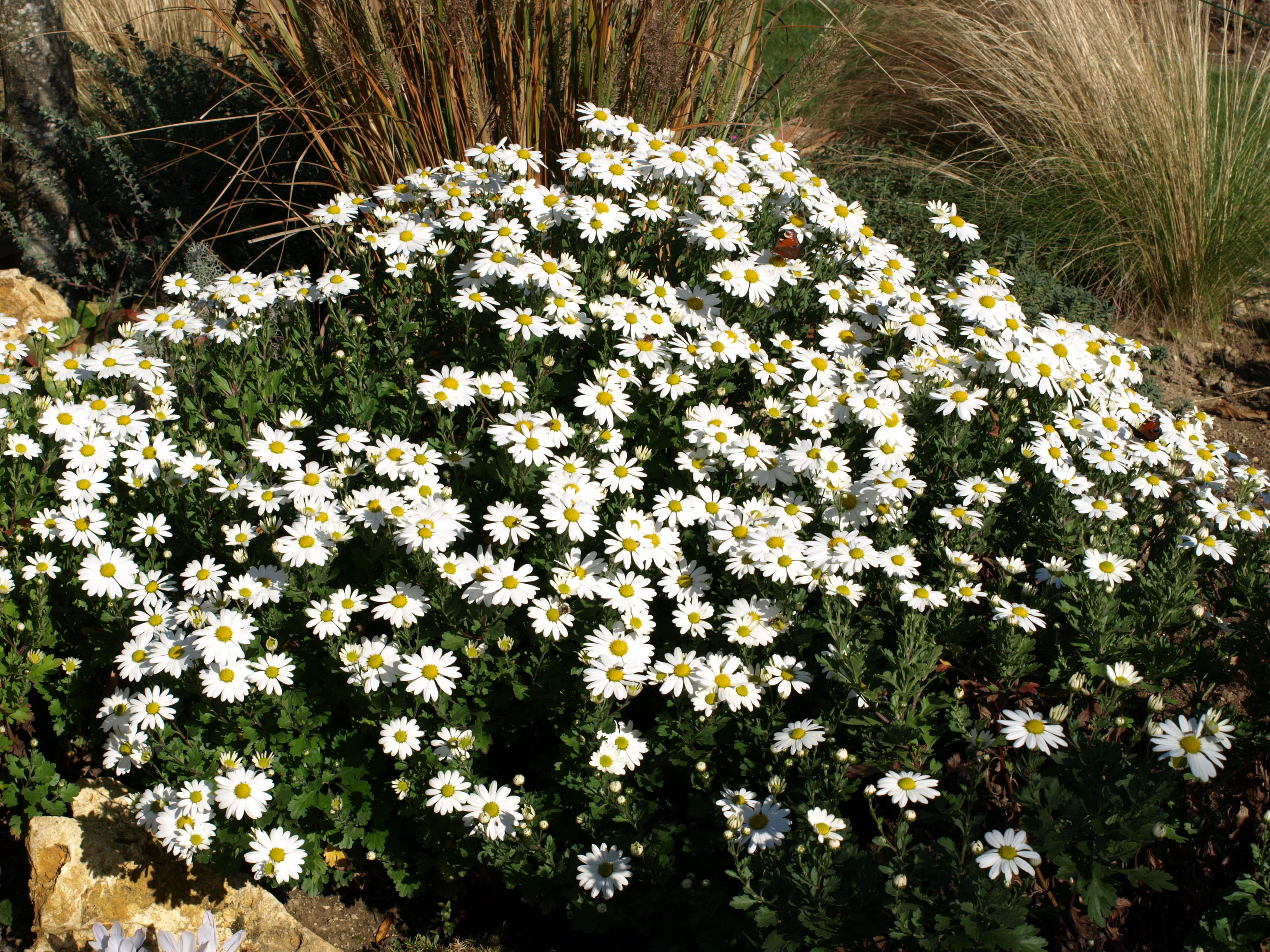 Passion Vivaces Arctanthemum Polarstern marguerite blanche godet