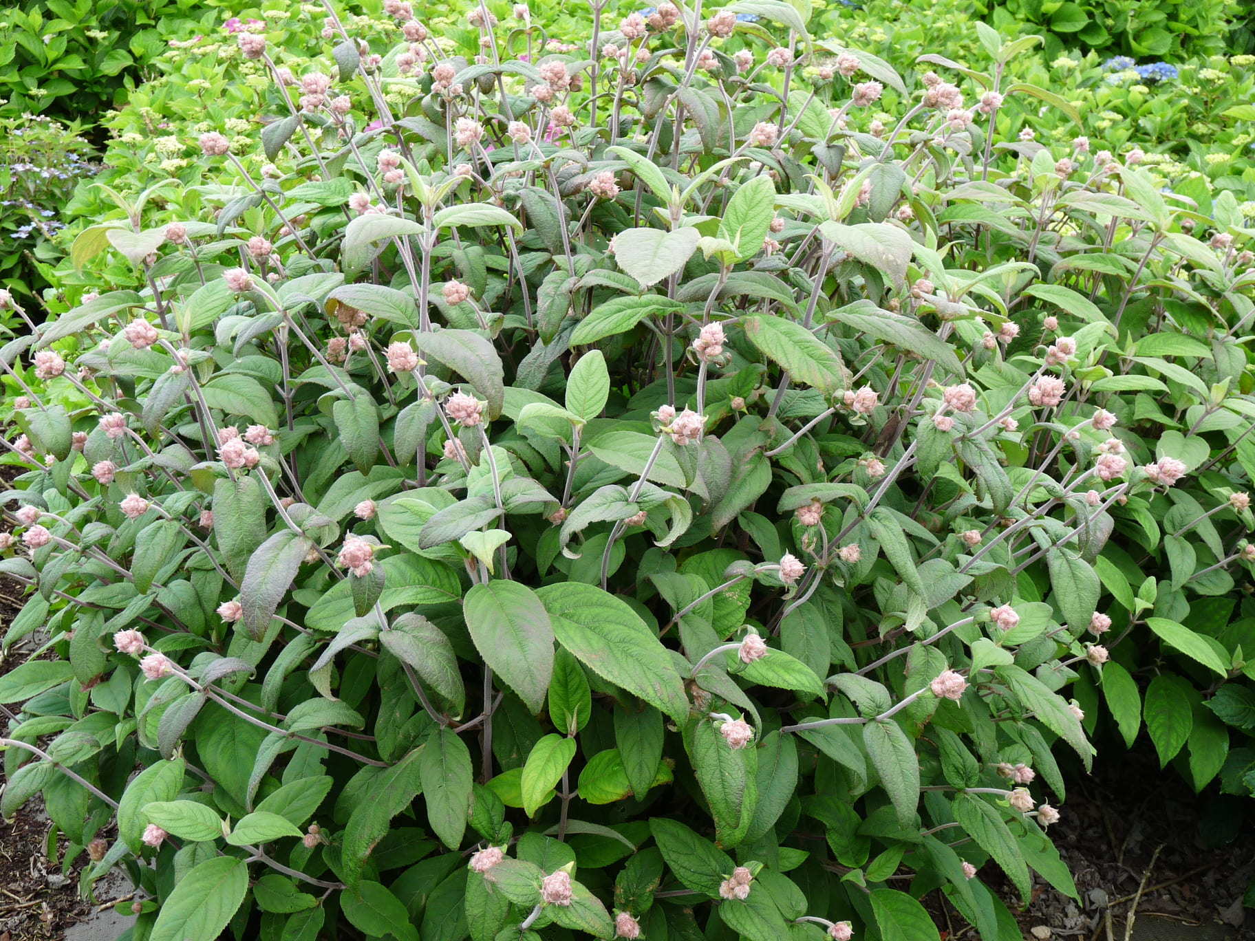 Les Hortensias du Haut Bois Mauvette hortensia aspera godet mauve