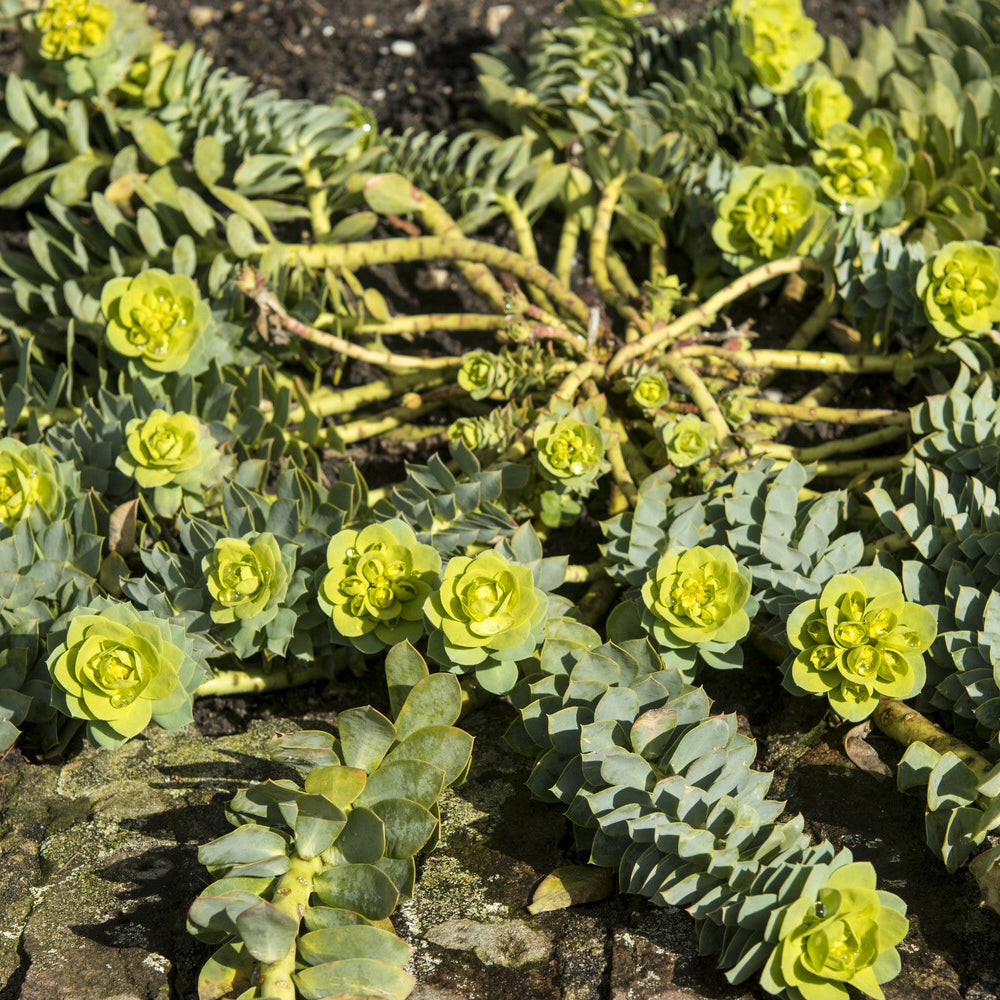 Bakker Euphorbe de Corse vivace pot feuillage persistant soleil