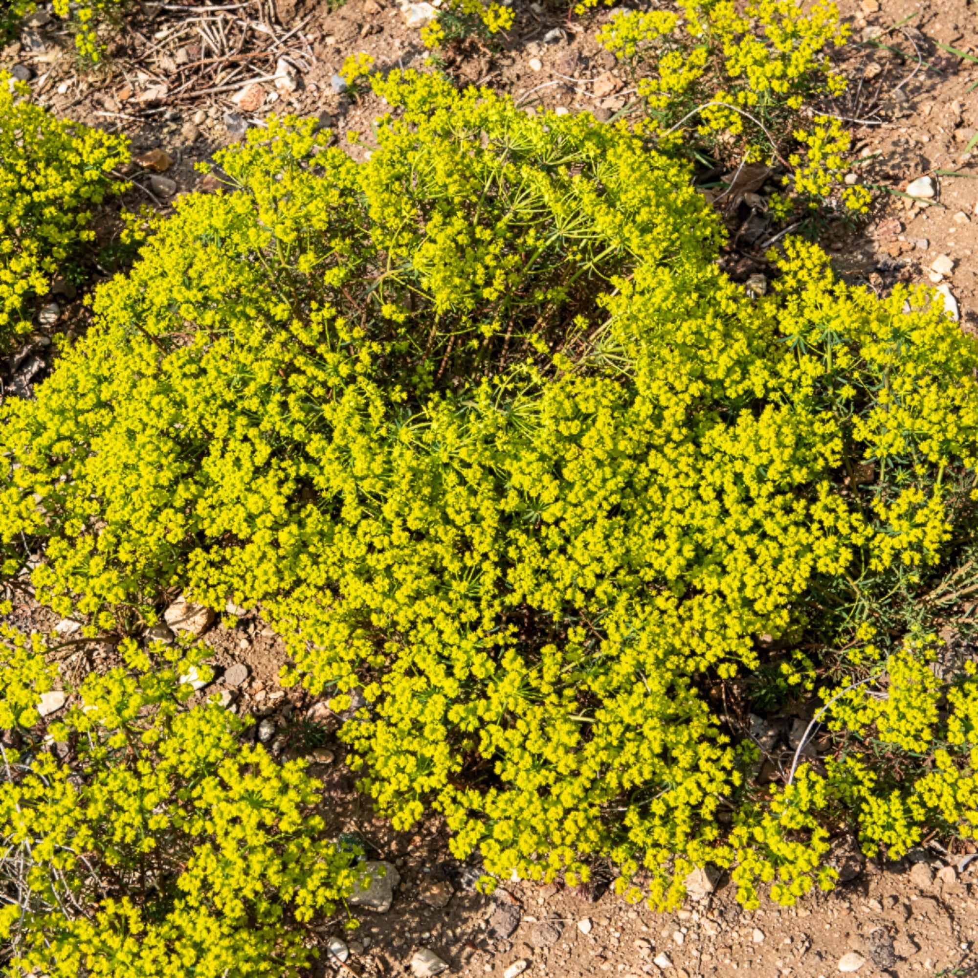 Bakker Euphorbe petit-cyprès pot 8cm jaune