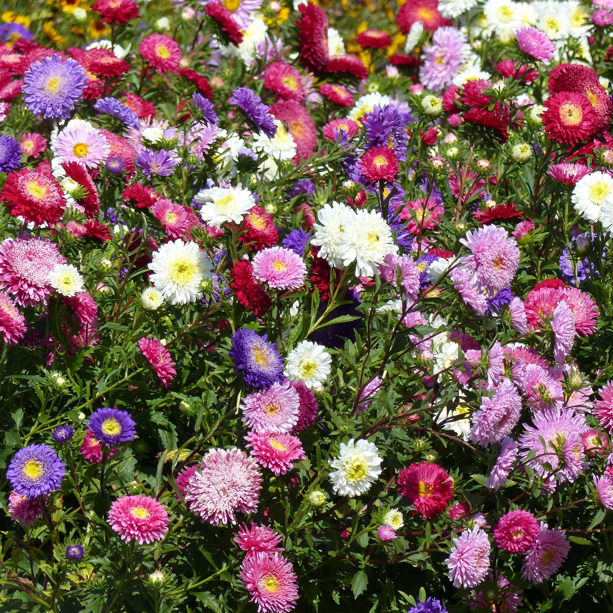 Bakker Reine-marguerite Super Princesse graines sachet 1g mélange