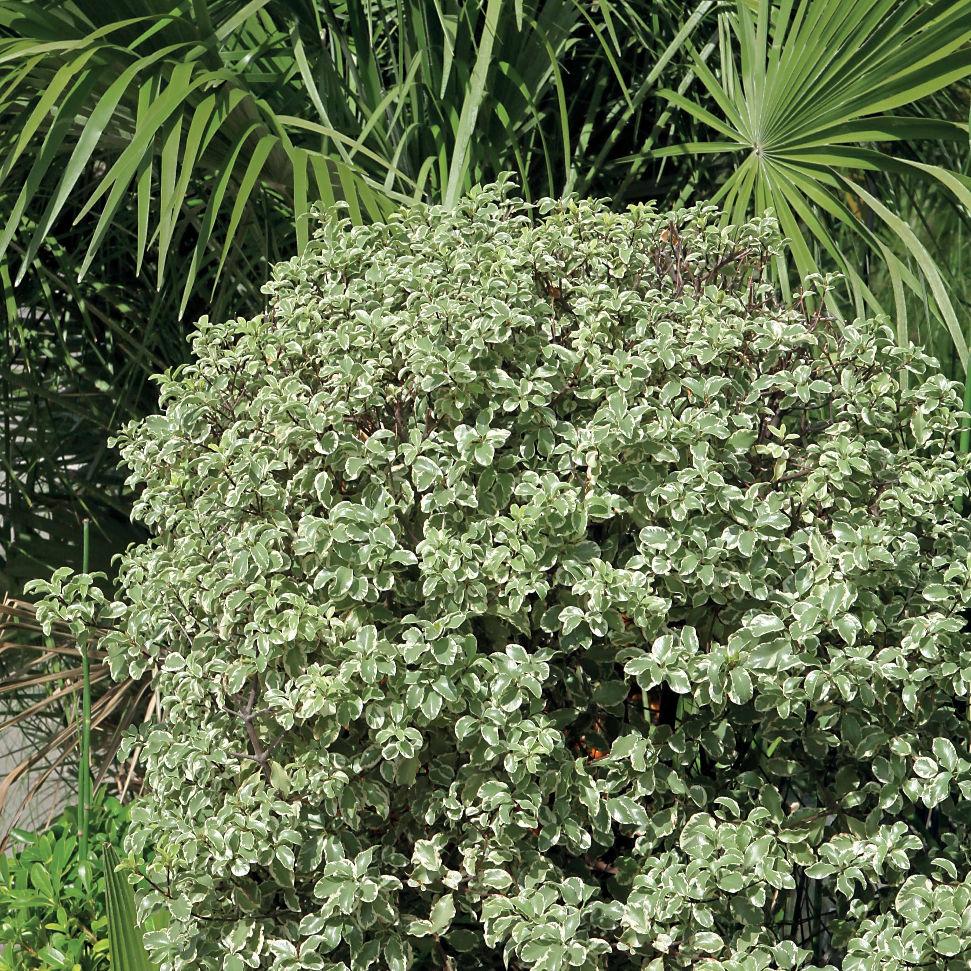 Bakker Pittosporum tenuifolium variegatum pot 2 L