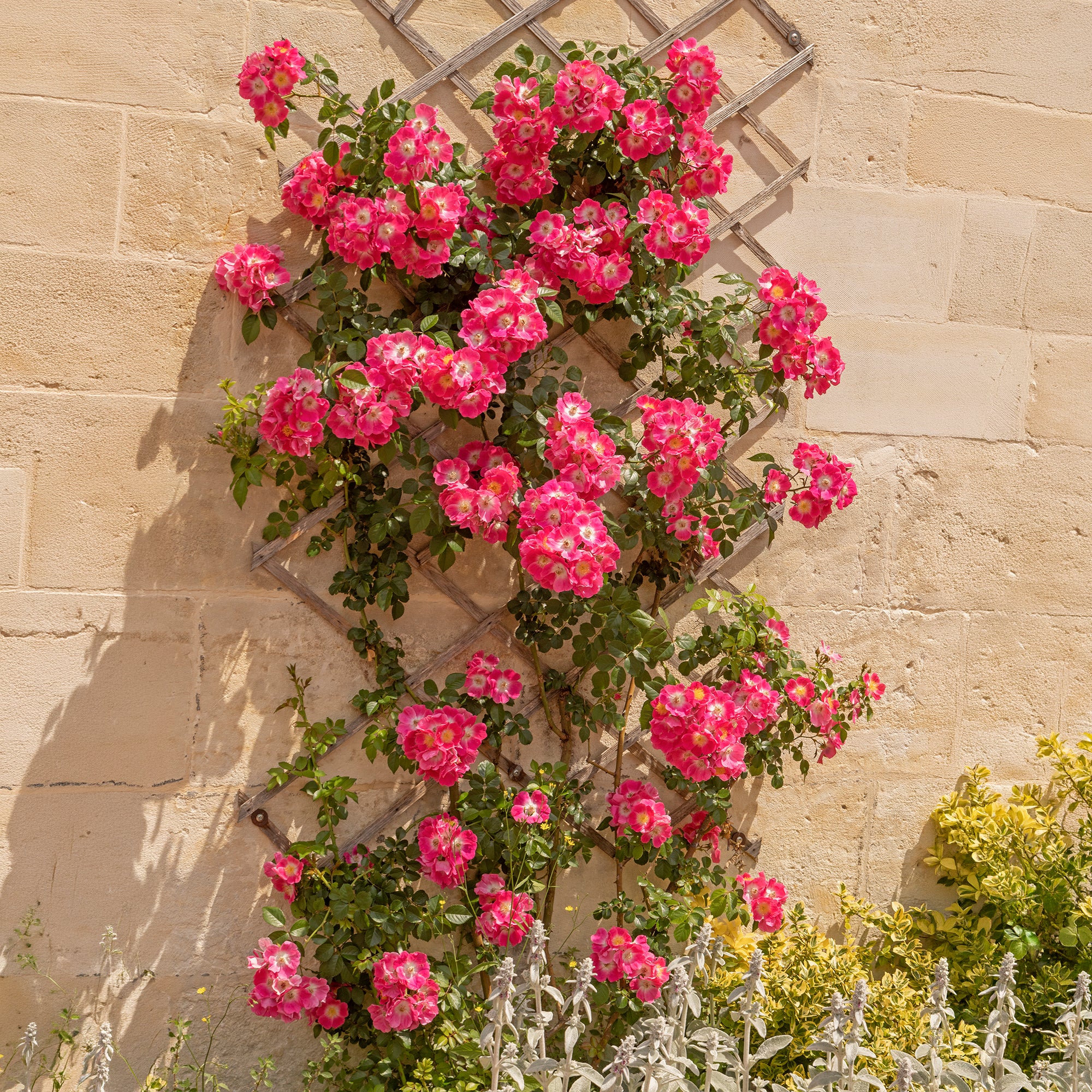 Bakker Rosier liane American Pillar grimpant pot 4L rose vif