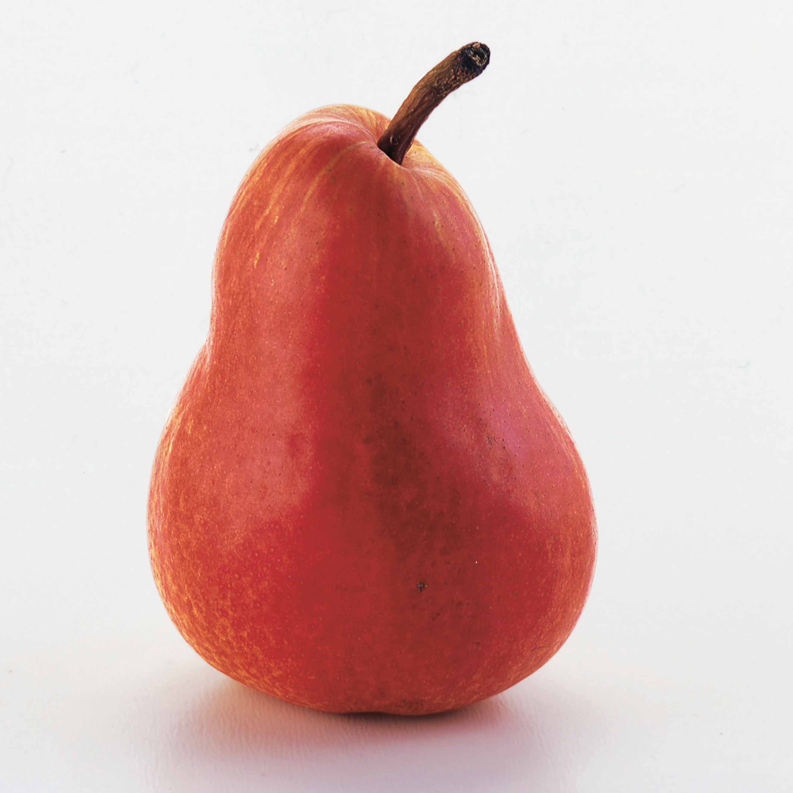 Bakker Poirier William's rouge fruitier motte 90-130cm