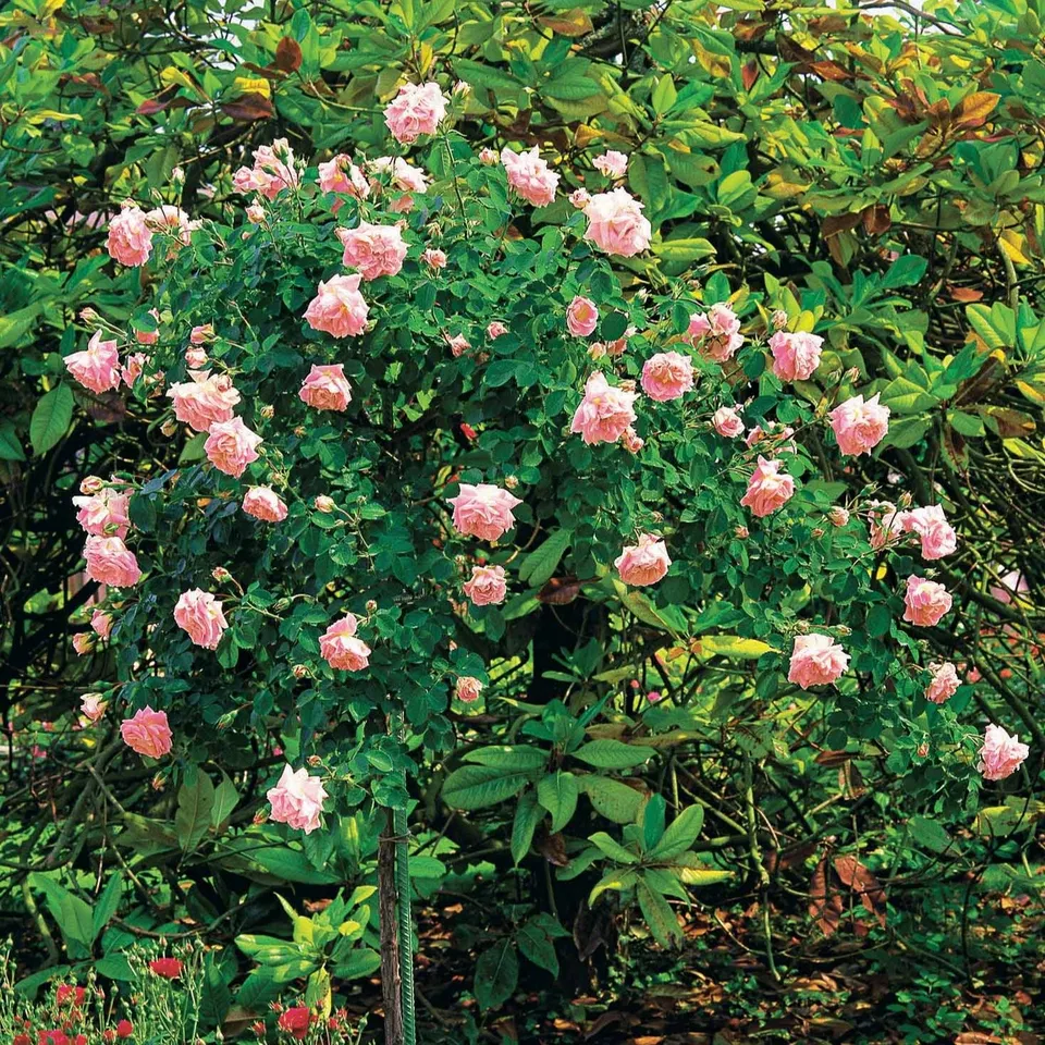 Bakker Rosier Cascade rose tige 100cm racine nue parfumé