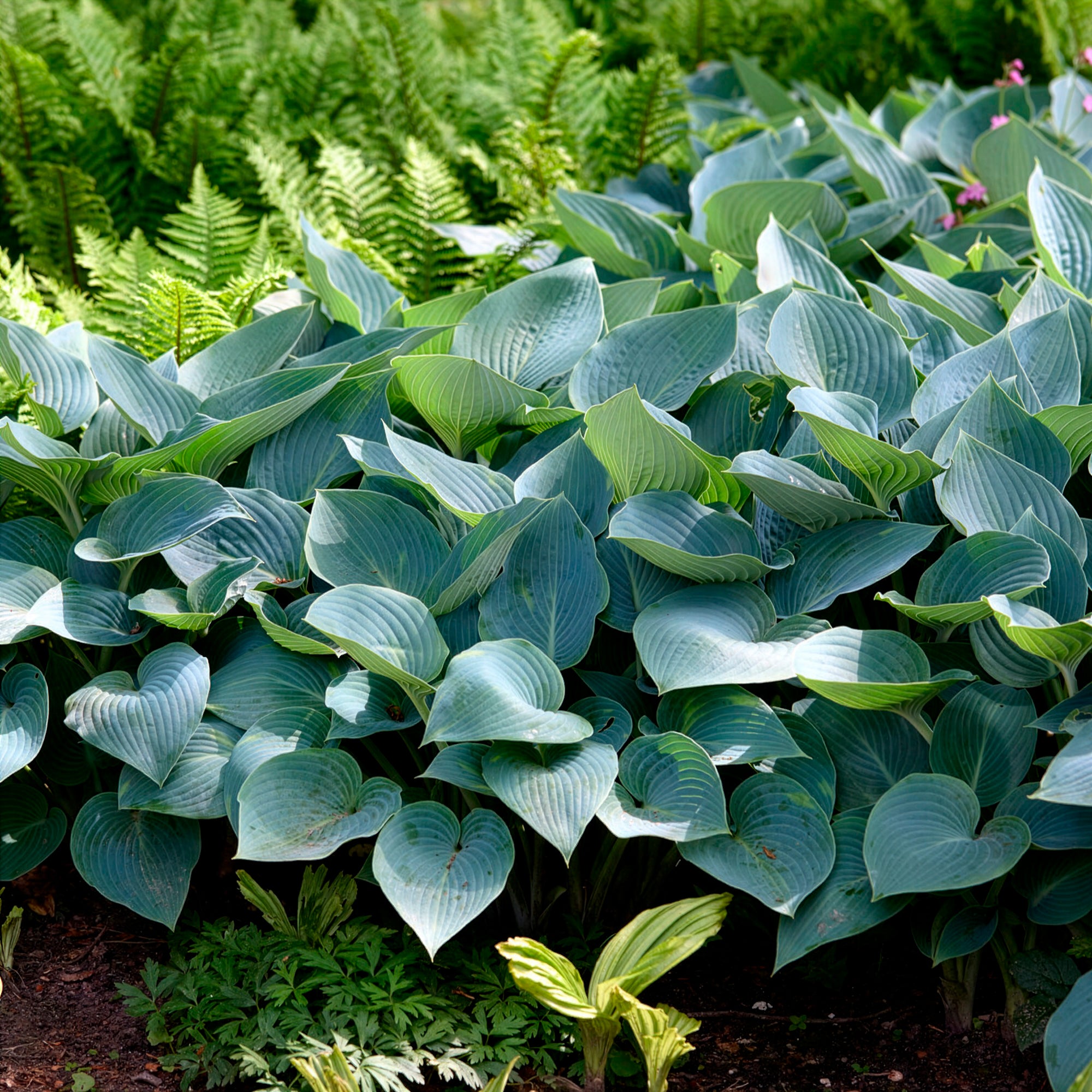Bakker Hosta Halcyon vivace bleue pot 8 cm ombre