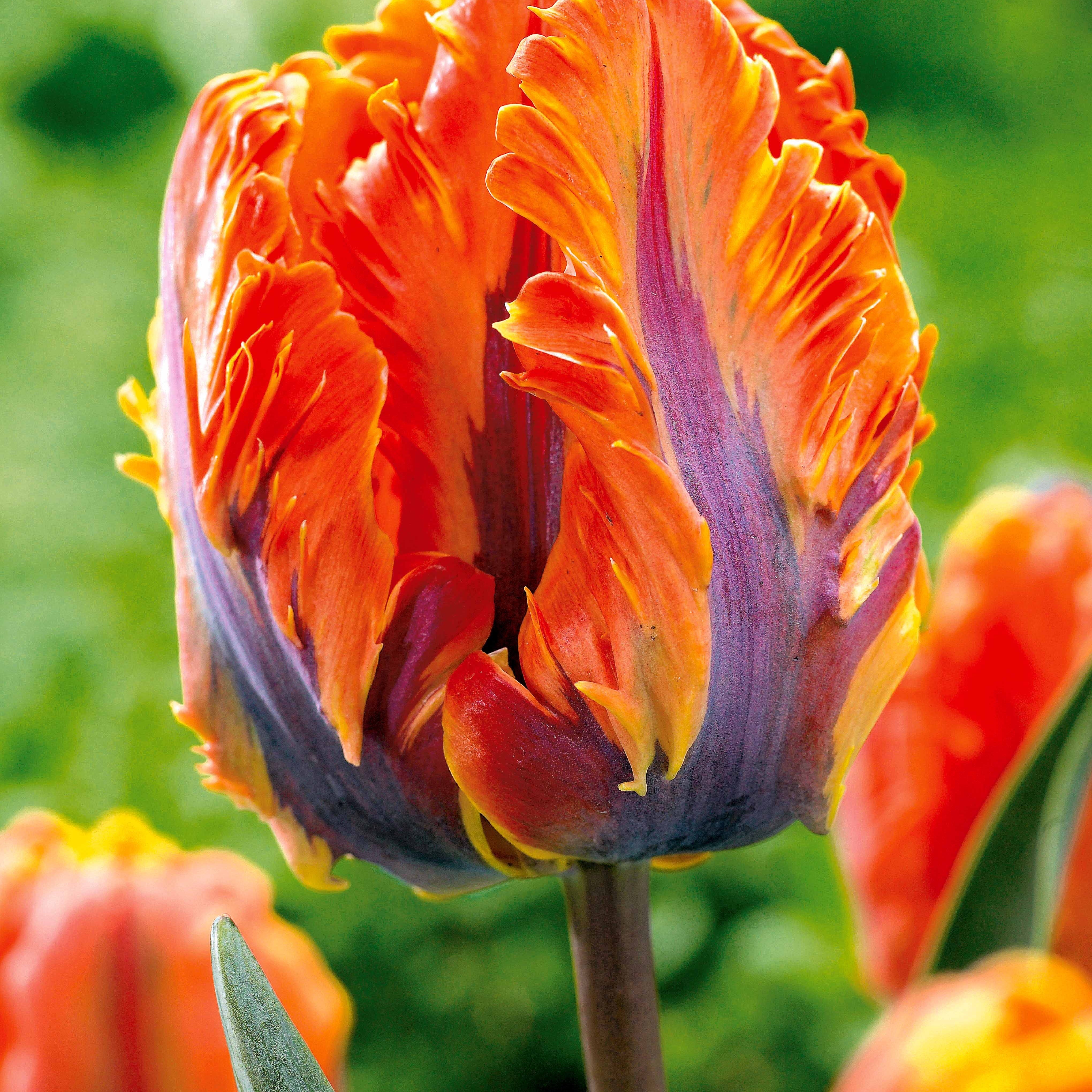 Bakker Tulipes perroquet bulbes fleurs sachet 24 bulbes mélange