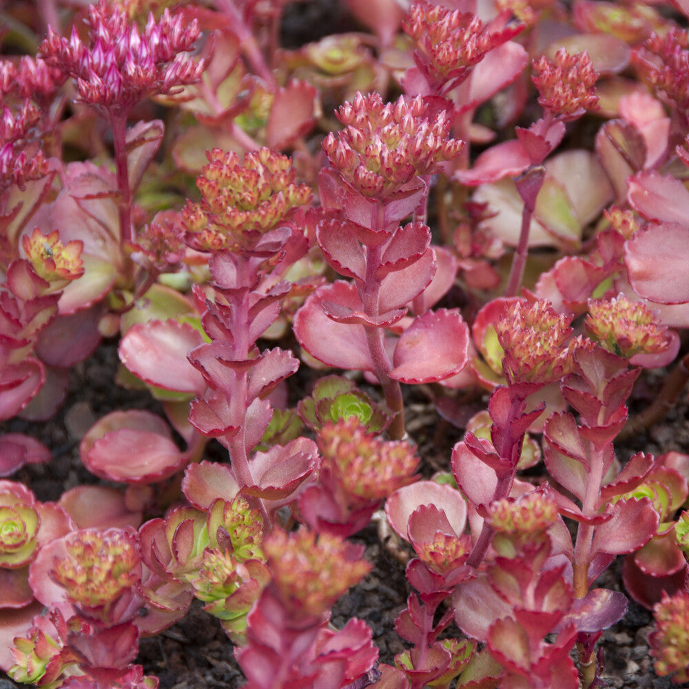 Bakker Sedum Fuldaglut orpin 5 pots 9cm couvre-sol rouge