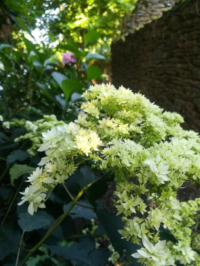Les Hortensias du Haut Bois Hydrangea Hayes Starburst hortensia blanc