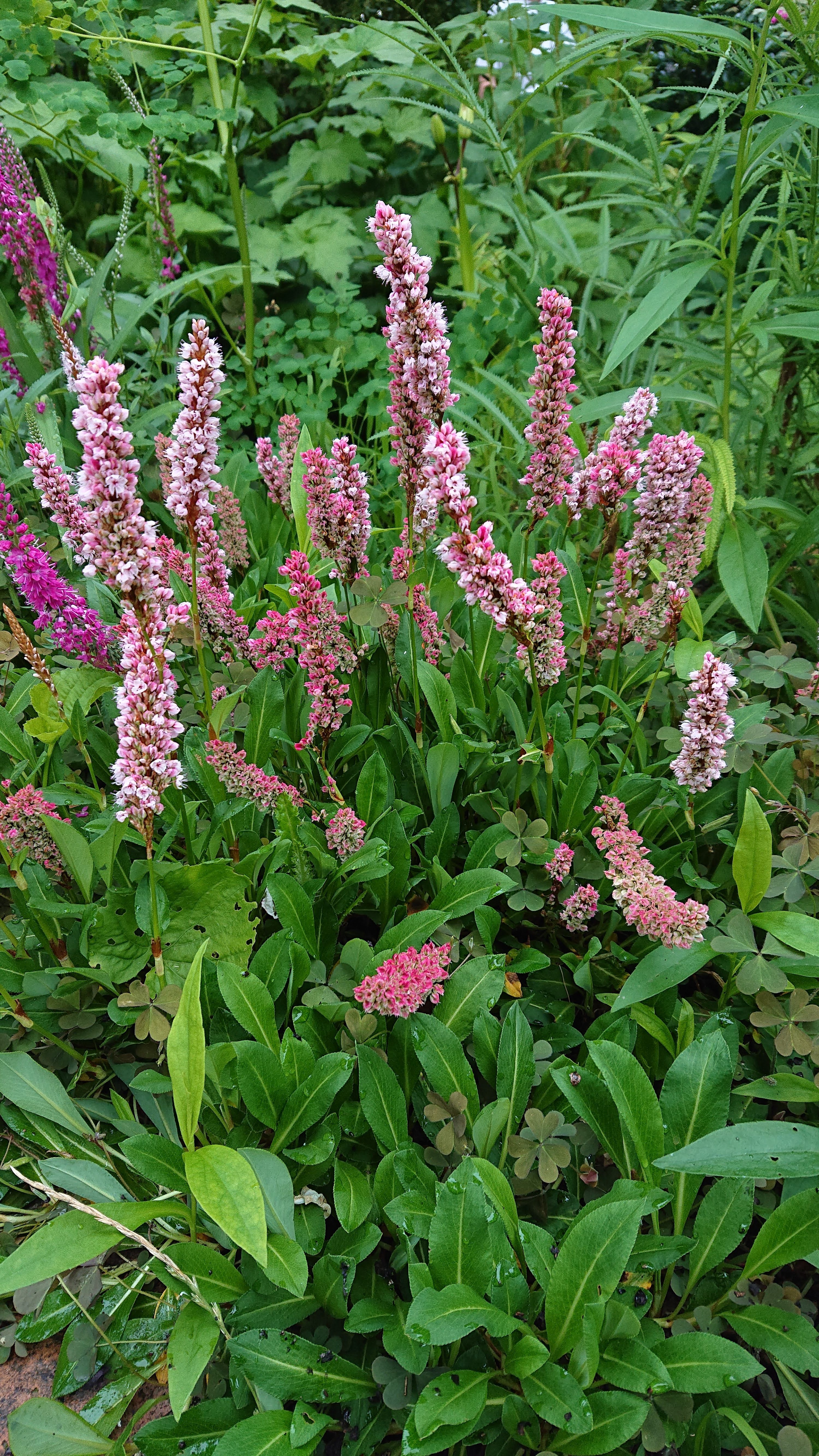 Persicaria affinis Kabouter renouée vivace couvre-sol rose