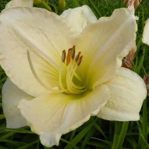 Bakker Plantes vivaces Snowy Apparation hémérocalle crème Ø9cm