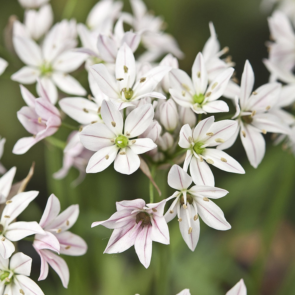 Bakker Alliums Caméléon Bulbes Fleurs 25 Bulbes Rose Blanc